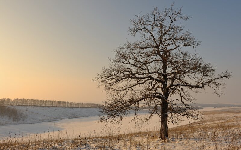 Bare Tree in Winter Field — White