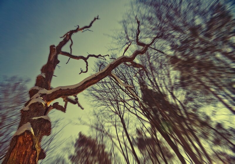 Bare tree in winter forest