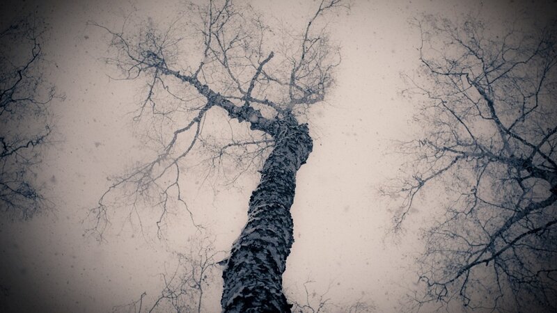 Bare Tree in Winter — Gray, Dreary