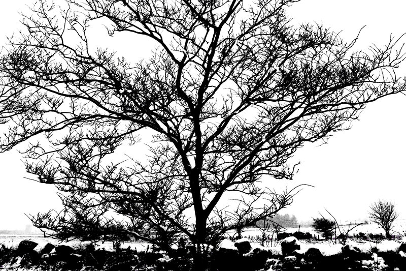 Bare tree in winter landscape