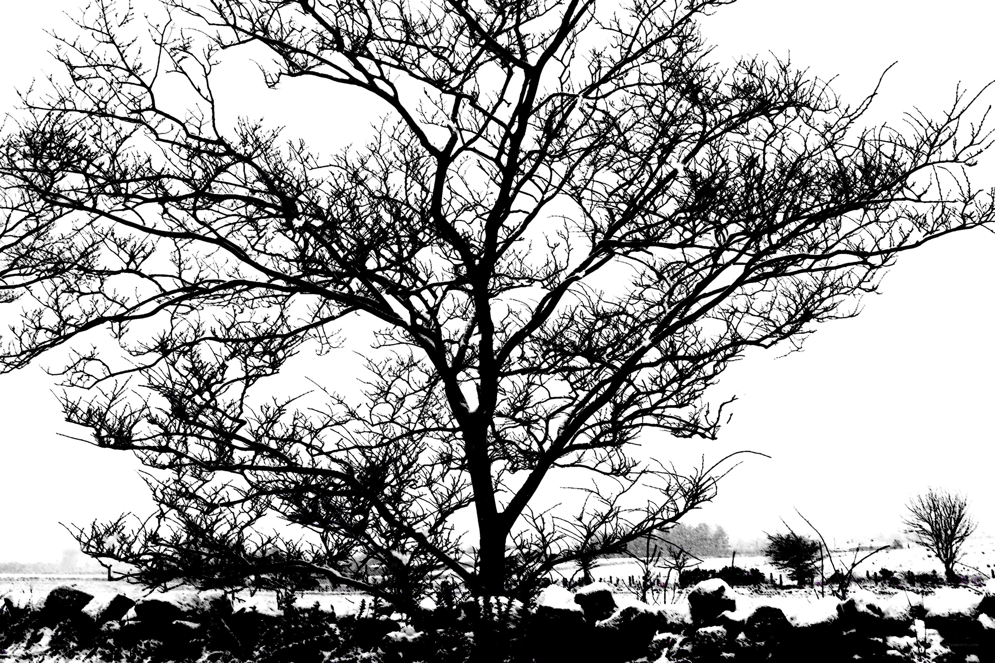 Bare tree in winter landscape