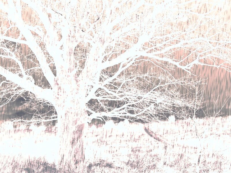bare tree in winter landscape