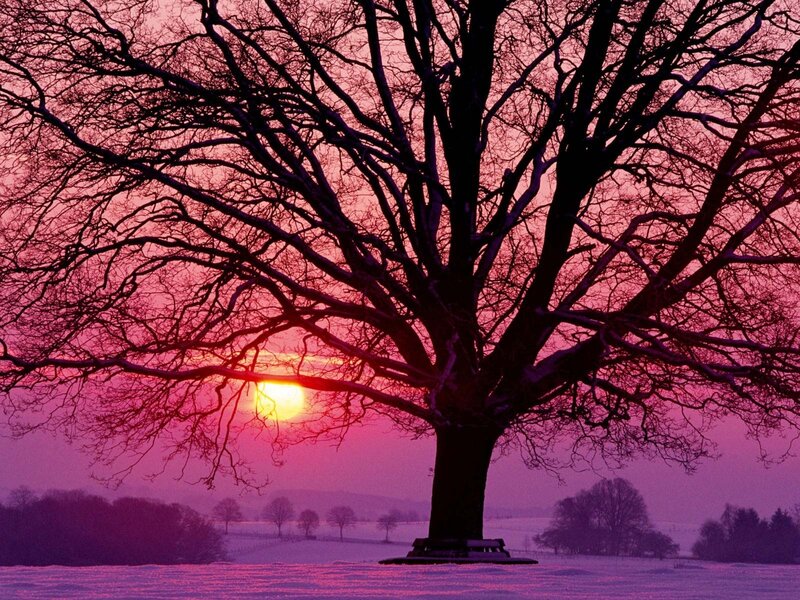 Bare Tree in Winter — Purple