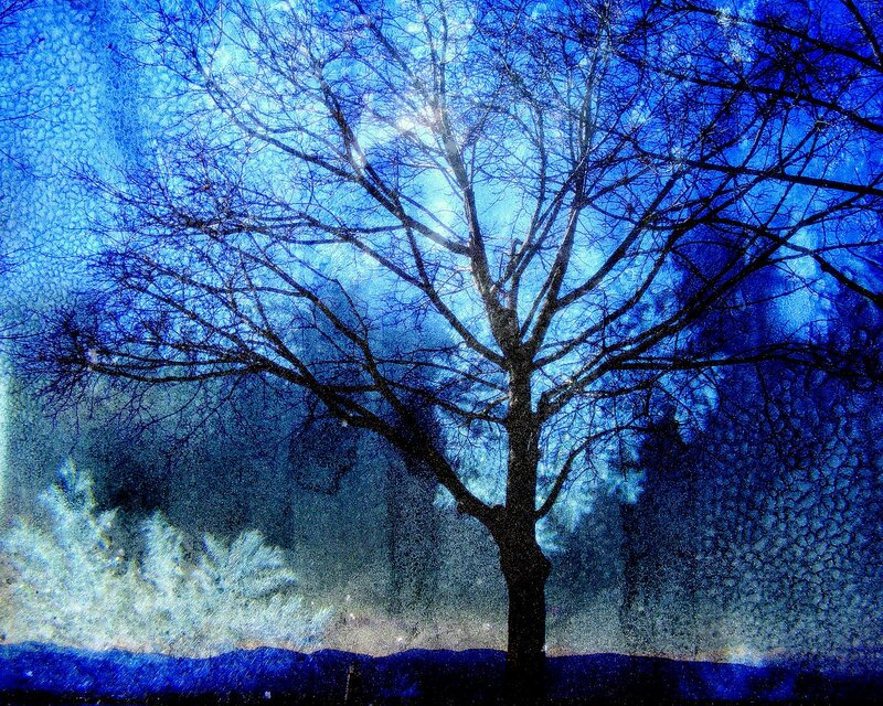 Bare Tree in Winter