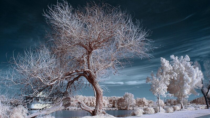Bare Tree in Winter — White, Dramatic