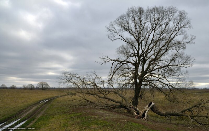 Bare tree on a cloudy day
