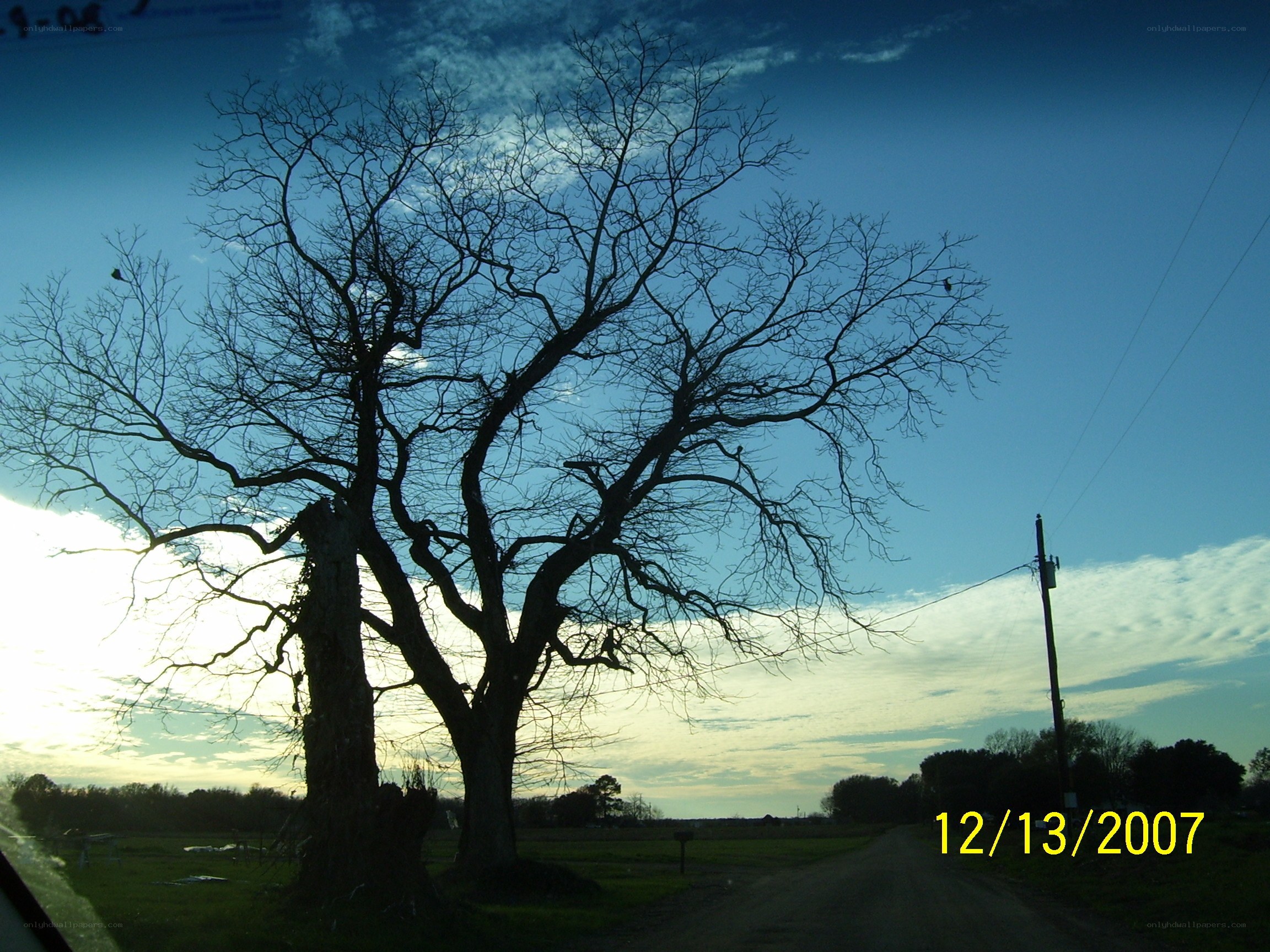 Bare tree on a country road