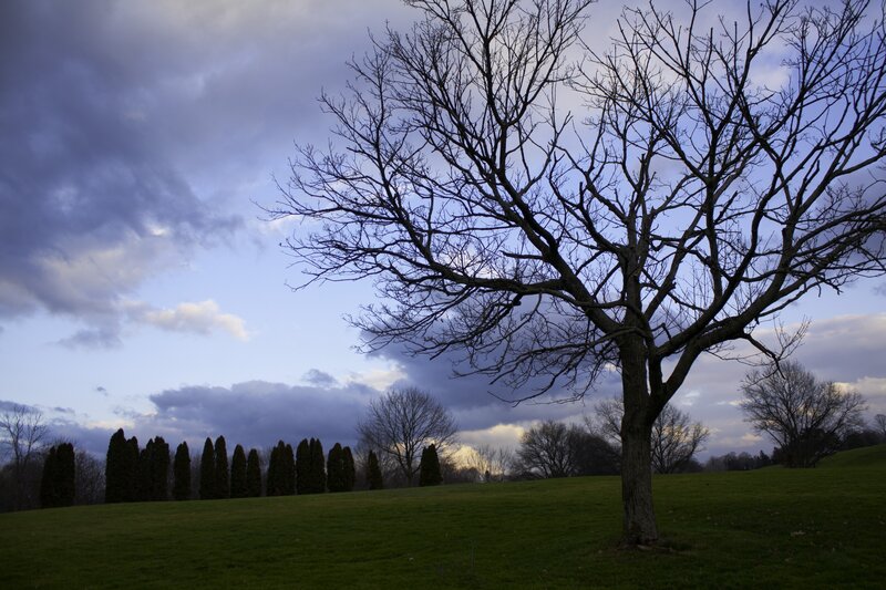 Bare tree on a grassy hill