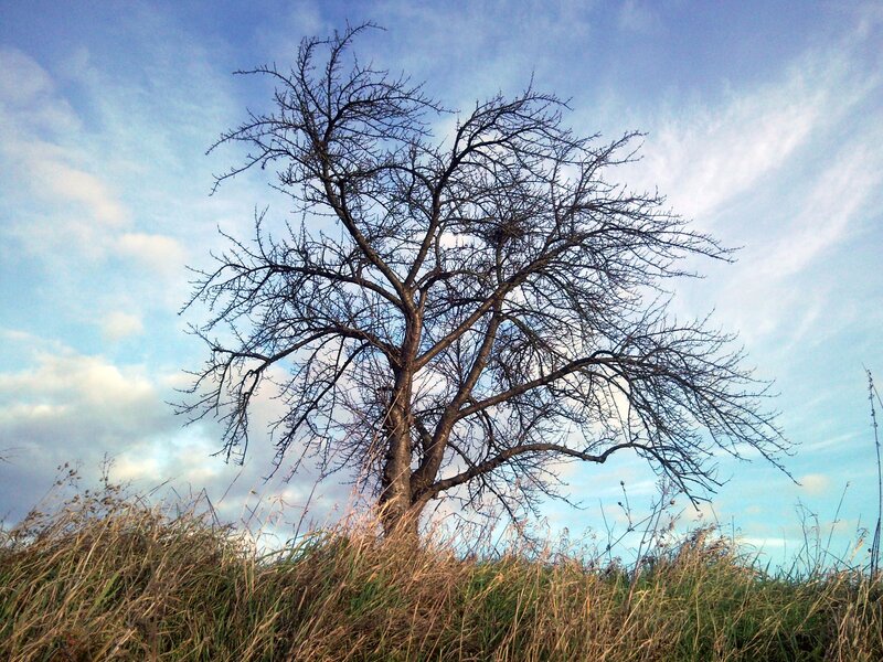 Bare tree on a hill