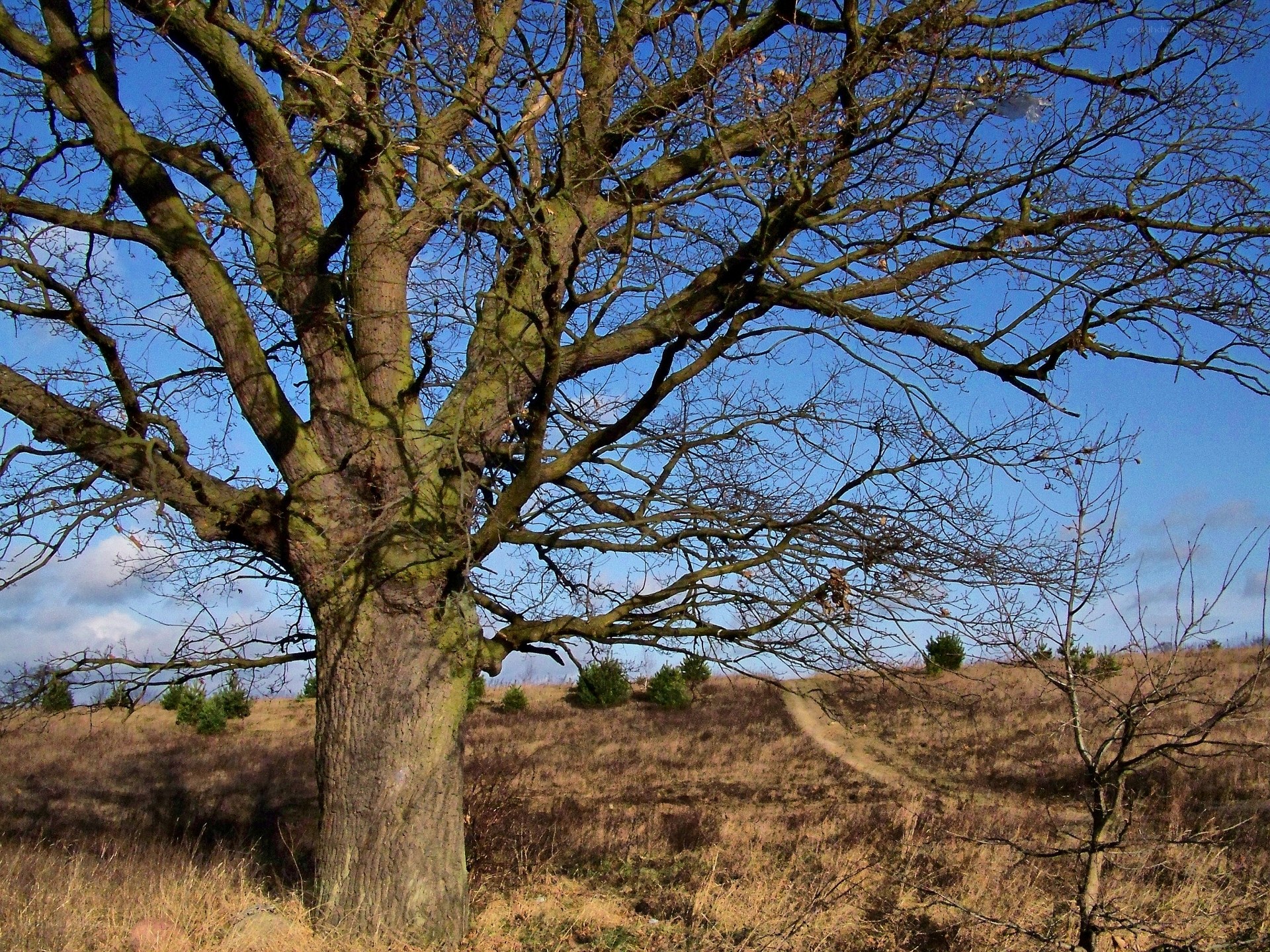 Bare tree on a hillside