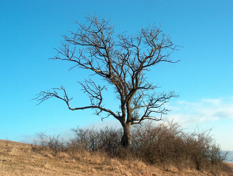Bare tree on a hillside