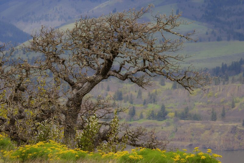 Bare tree on a hillside