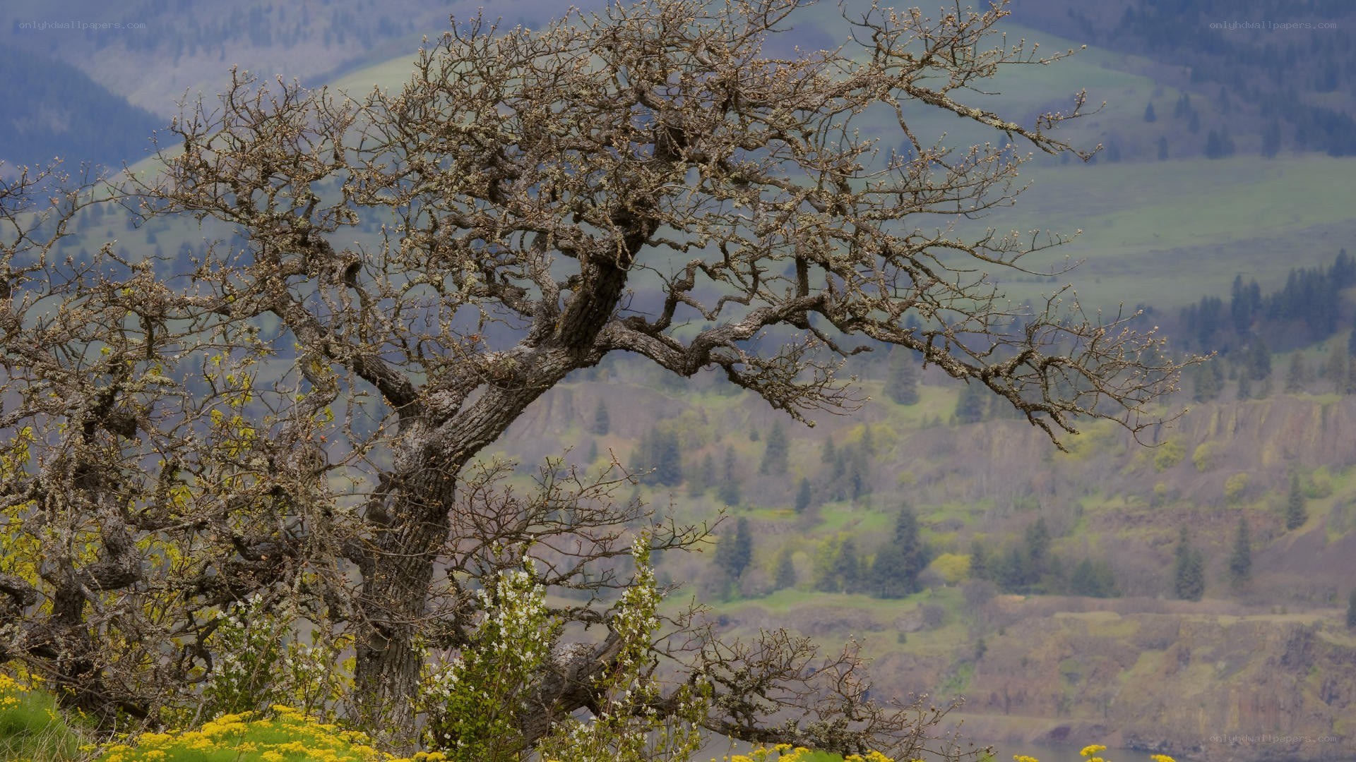 Bare tree on a hillside
