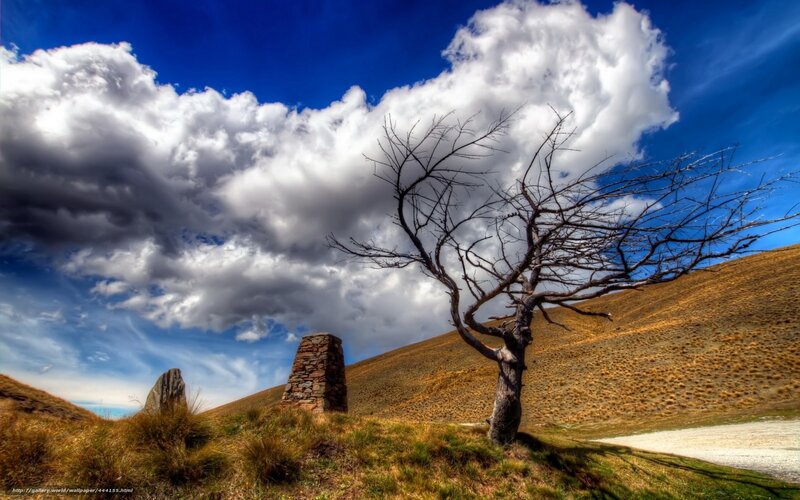Bare tree on a hillside