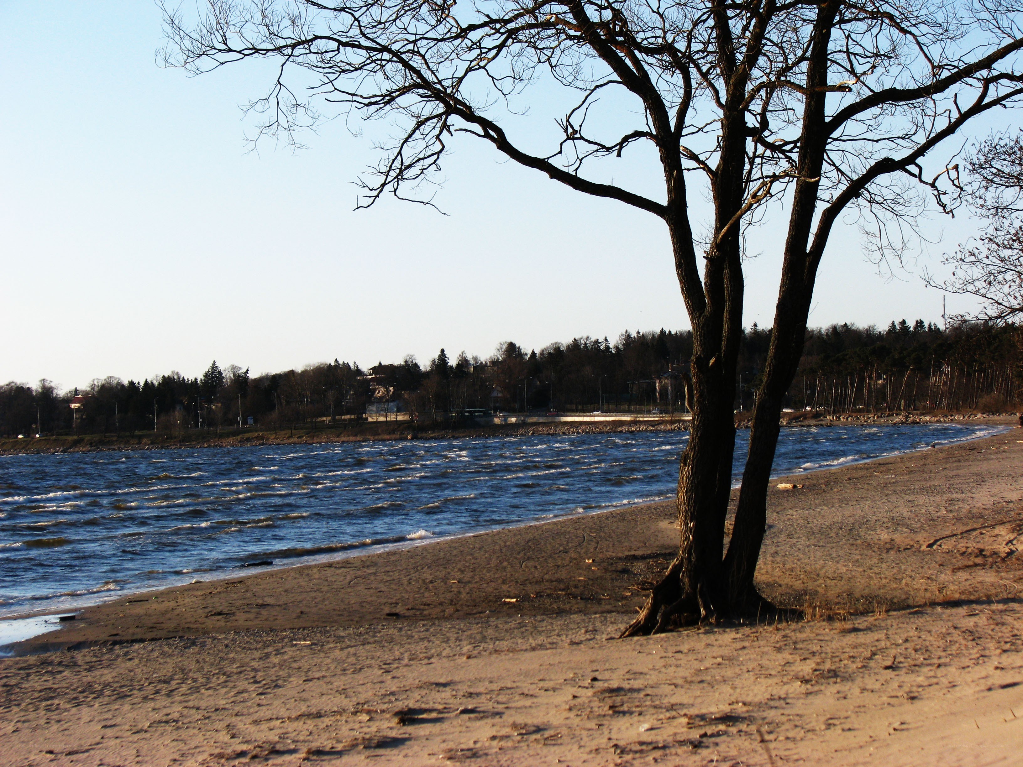 Bare tree on a sandy shore