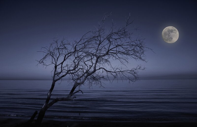 Bare Tree on Beach