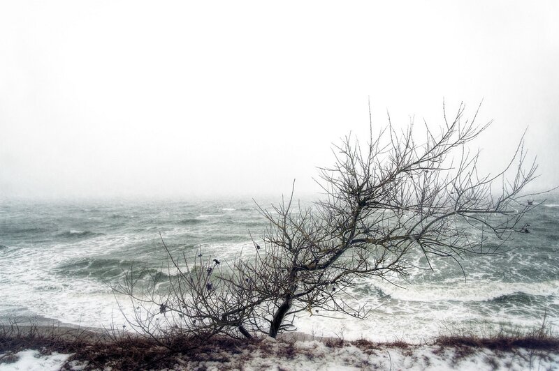 Bare Tree on Beach — White