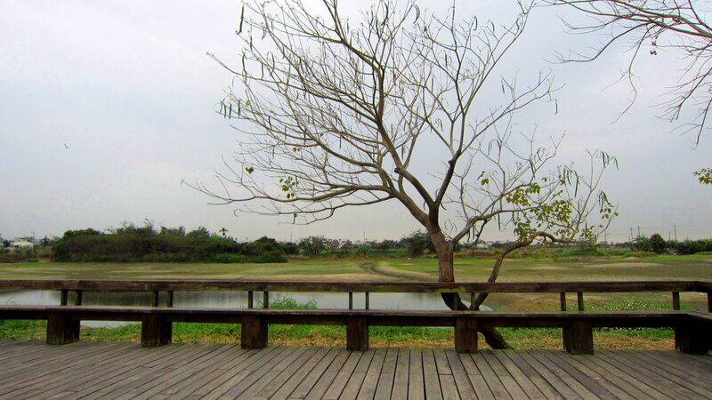 Bare Tree on Boardwalk