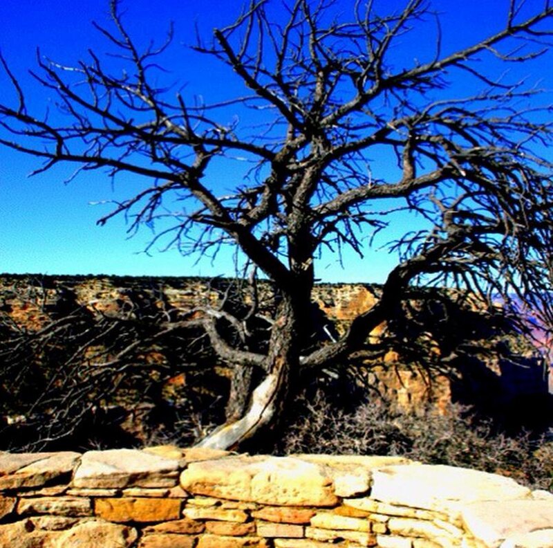 Bare tree on canyon edge
