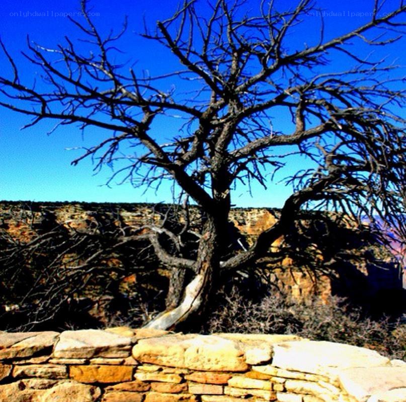 Bare tree on canyon edge
