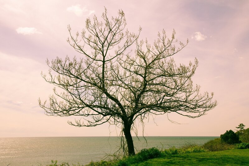 Bare Tree on Cliff — Pink