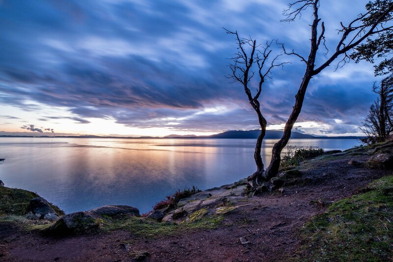 Bare Tree on Cliff