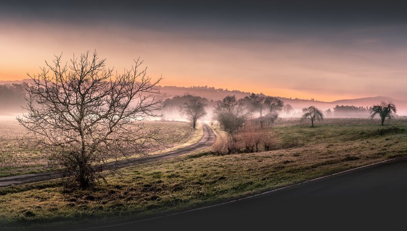 Bare Tree on Country Road