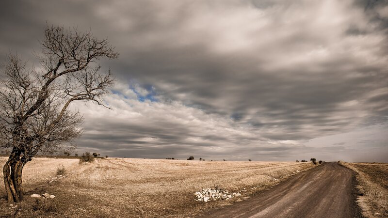 Bare Tree on Dirt Road — Brown