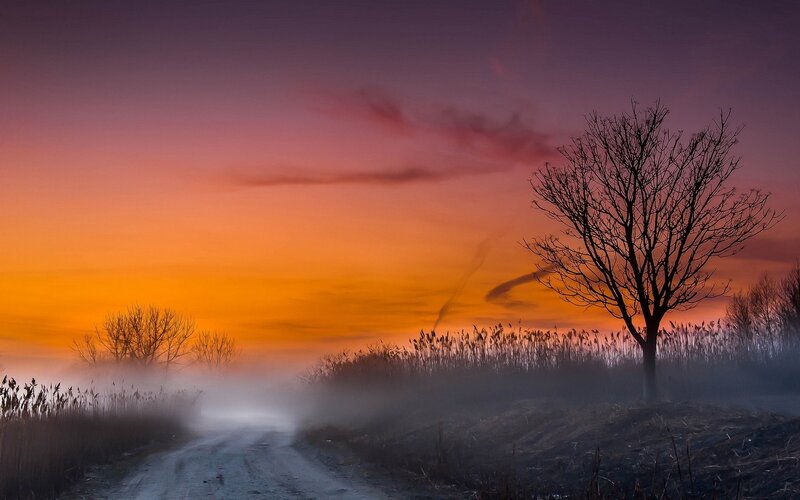 Bare Tree on Dirt Road — Orange, Serene
