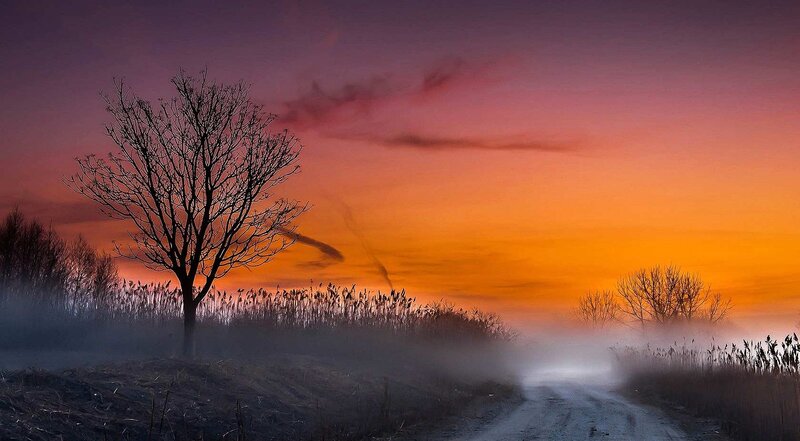 Bare Tree on Dirt Road — Orange