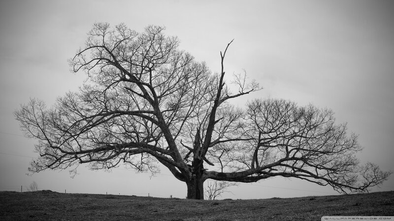 Bare Tree on Hill — Black, Somber