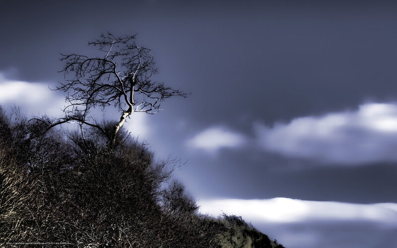 Bare Tree on Hill — Blue, Dramatic, Photograph