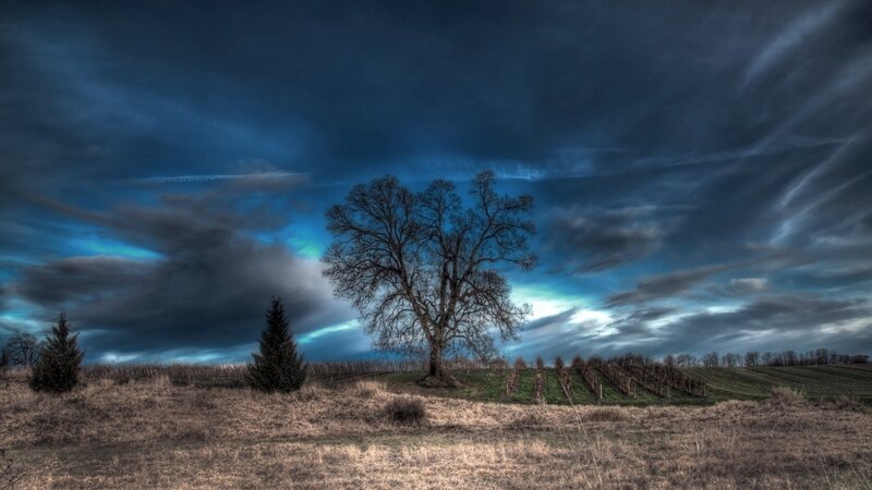 Bare Tree on Hill — Blue, Dramatic
