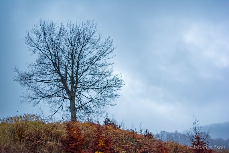 Bare Tree on Hill — Blue, Somber