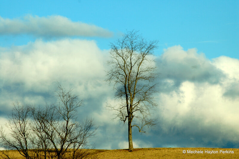 Bare Tree on Hill — Blue