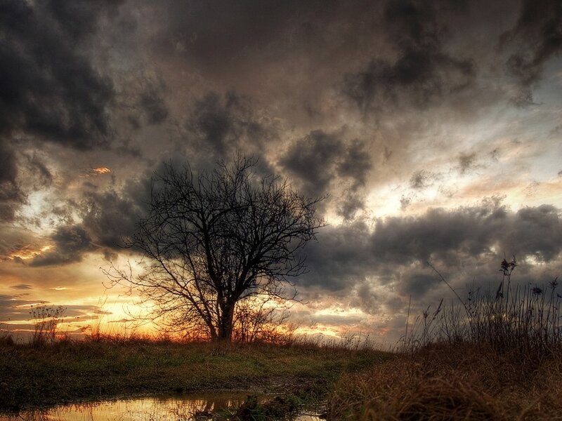 Bare Tree on Hill — Gray, Dramatic, Sunset