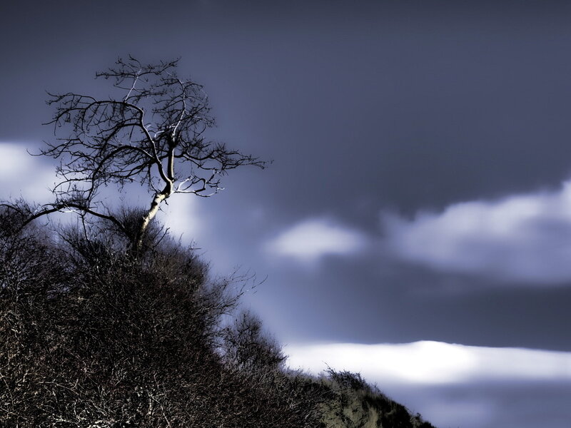 Bare Tree on Hill — Gray, Dramatic