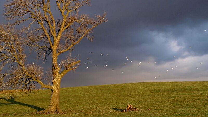 Bare Tree on Hill — Green, Dramatic