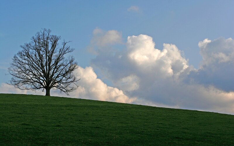 Bare Tree on Hill — Green, Serene, Afternoon