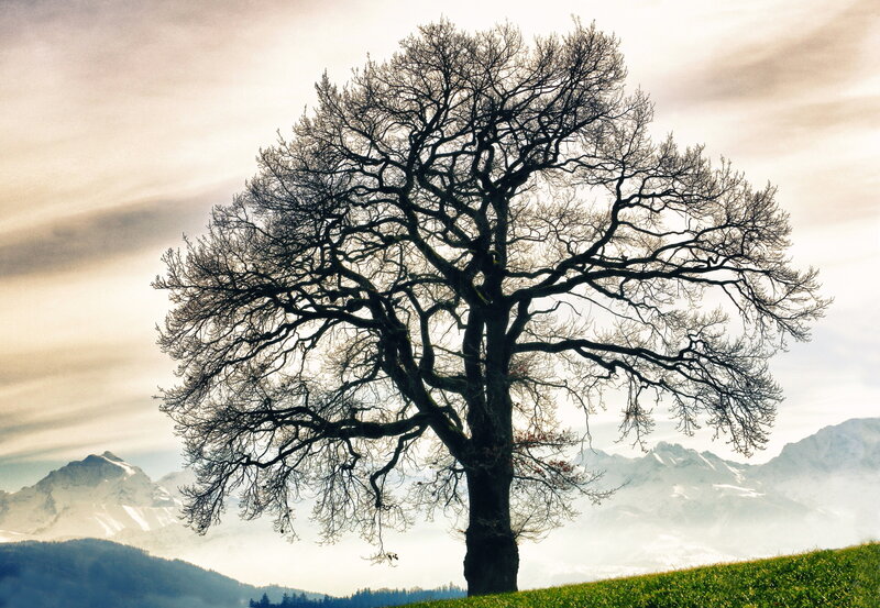Bare Tree on Hill — Green, Serene, Autumn