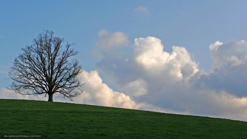 Bare Tree on Hill — Green