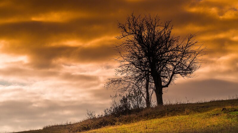 Bare Tree on Hill — Orange