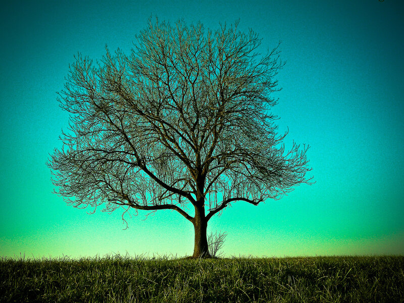 Bare Tree on Hill