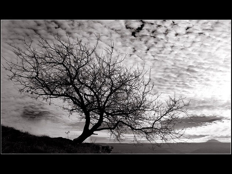 Bare Tree on Hillside — Black, Dramatic