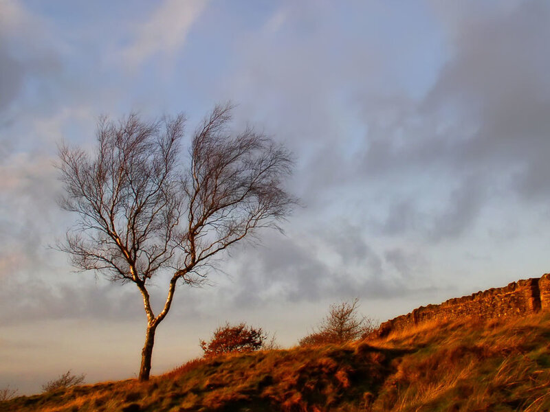 Bare Tree on Hillside — Blue, Dramatic, Sunset, Photograph