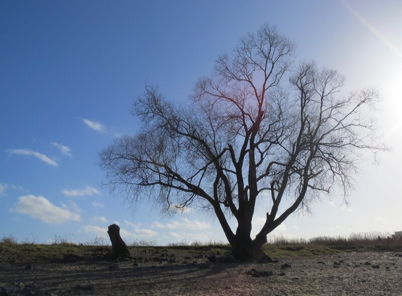 Bare Tree on Hillside — Blue, Serene, Afternoon