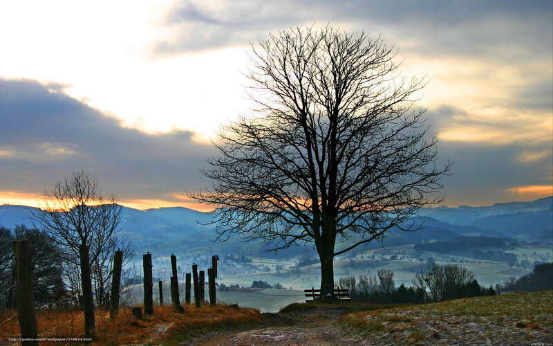Bare Tree on Hillside — Blue, Serene, Sunset, Photograph, Fence