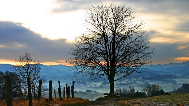 Bare Tree on Hillside — Blue, Serene, Sunset, Photograph
