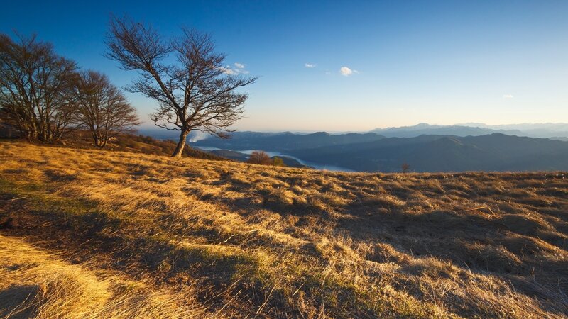 Bare Tree on Hillside — Blue, Serene, Sunset
