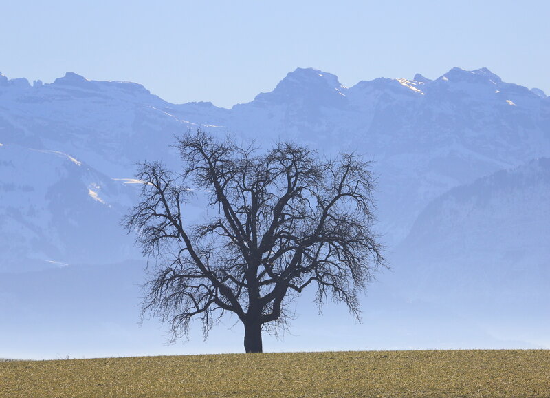 Bare Tree on Hillside — Blue, Serene